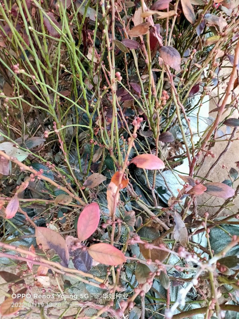 蓝莓苗蓝莓树果苗盆栽地栽组培带土特大果耐寒南北方种植当年