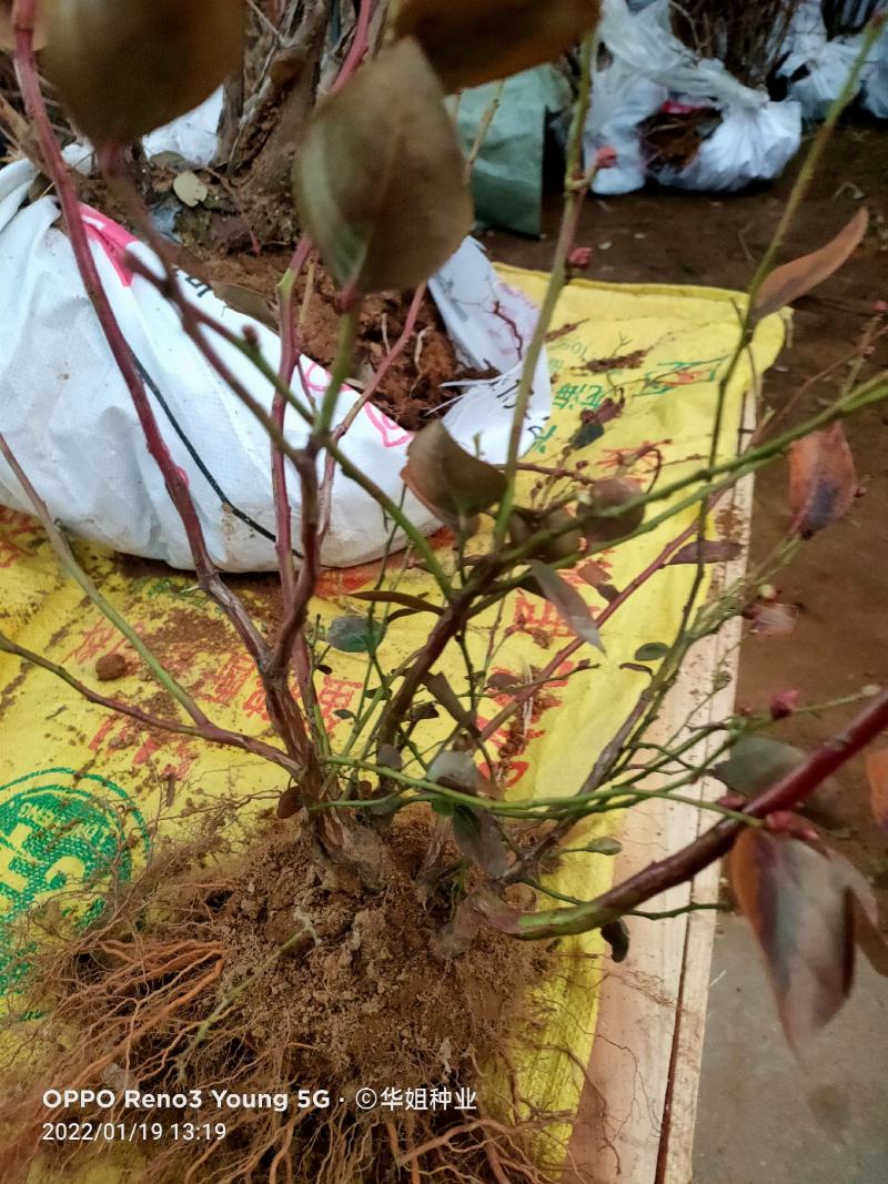 蓝莓苗蓝莓树果苗盆栽地栽组培带土特大果耐寒南北方种植当年