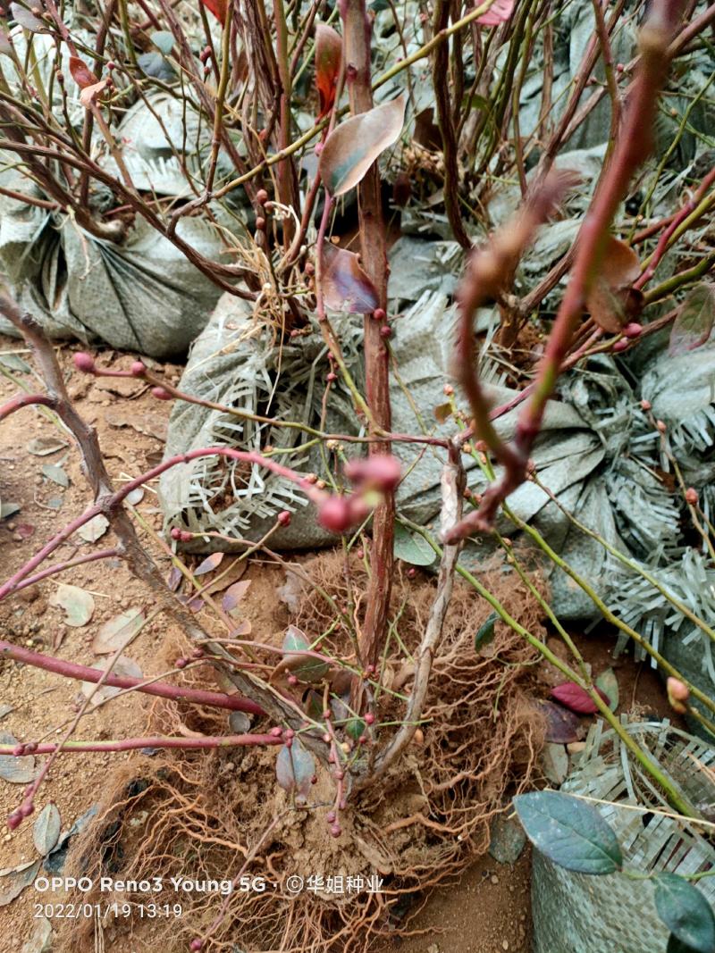 蓝莓苗蓝莓树果苗盆栽地栽组培带土特大果耐寒南北方种植当年