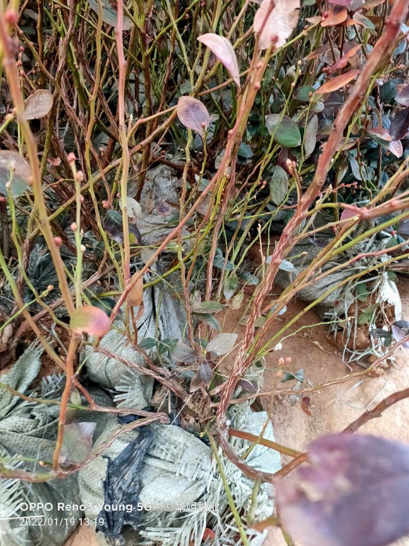 蓝莓苗蓝莓树果苗盆栽地栽组培带土特大果耐寒南北方种植当年