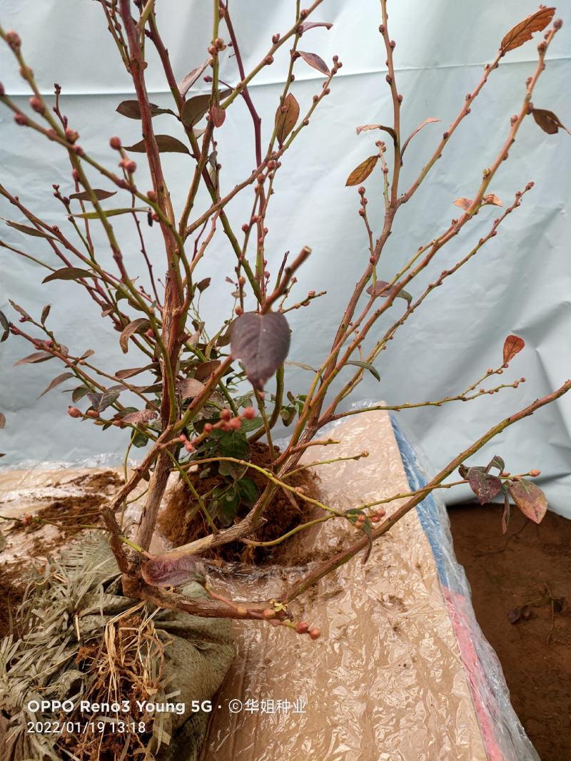 蓝莓苗蓝莓树果苗盆栽地栽组培带土特大果耐寒南北方种植当年