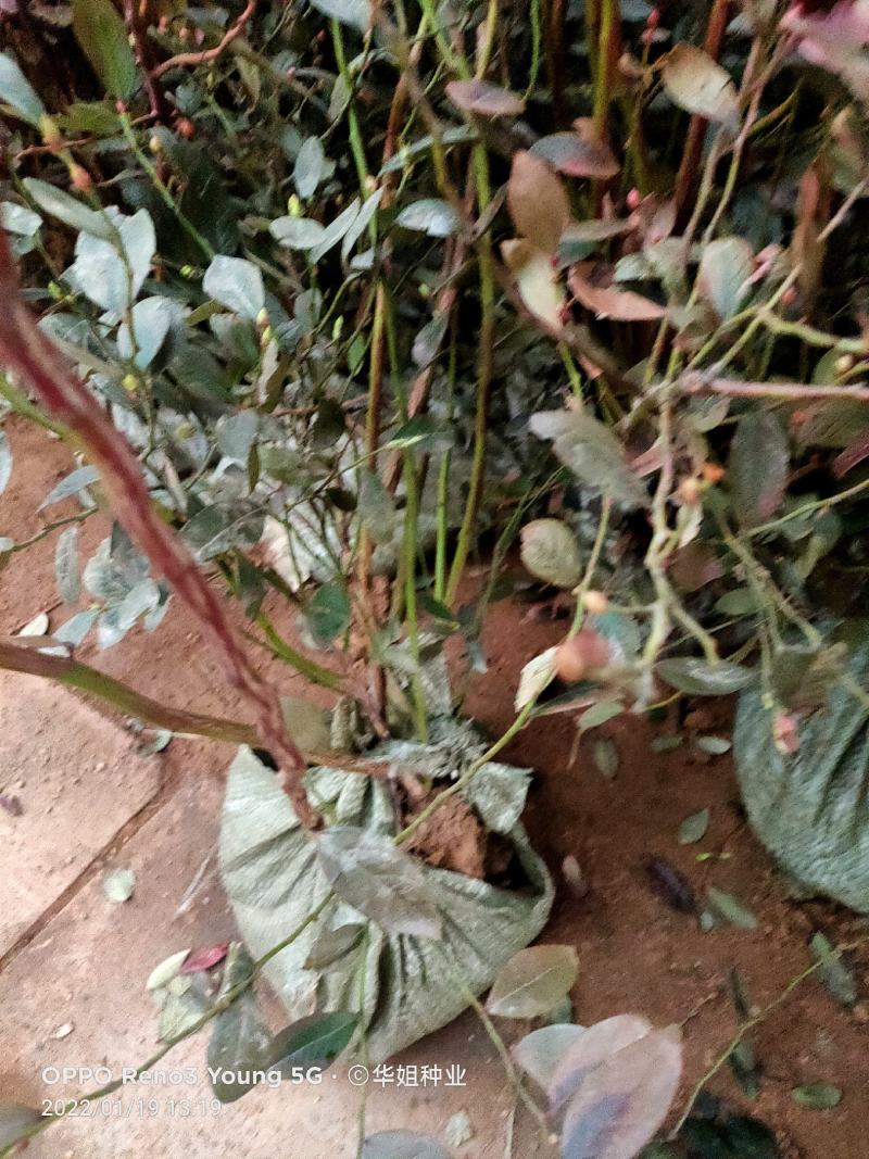 蓝莓苗蓝莓树果苗盆栽地栽组培带土特大果耐寒南北方种植当年