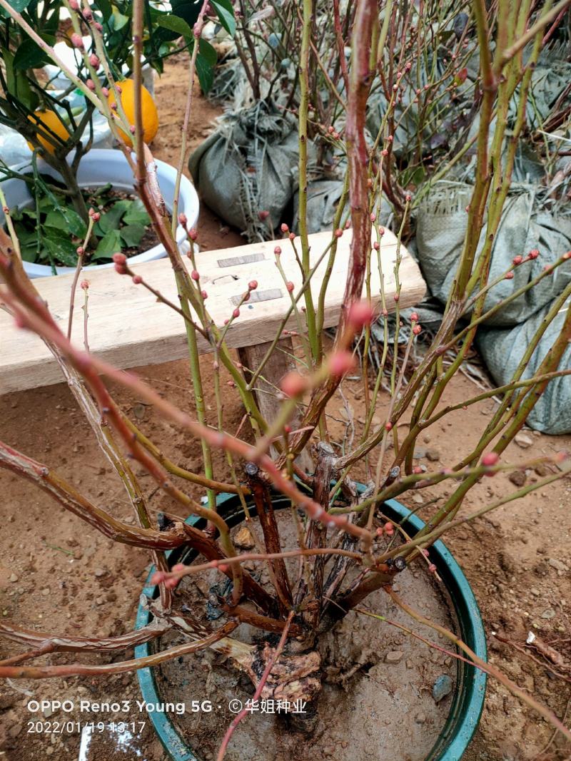 蓝莓苗蓝莓树果苗盆栽地栽组培带土特大果耐寒南北方种植当年