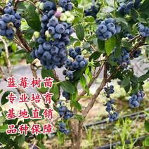 蓝莓苗蓝莓树果苗盆栽地栽组培带土特大果耐寒南北方种植当年