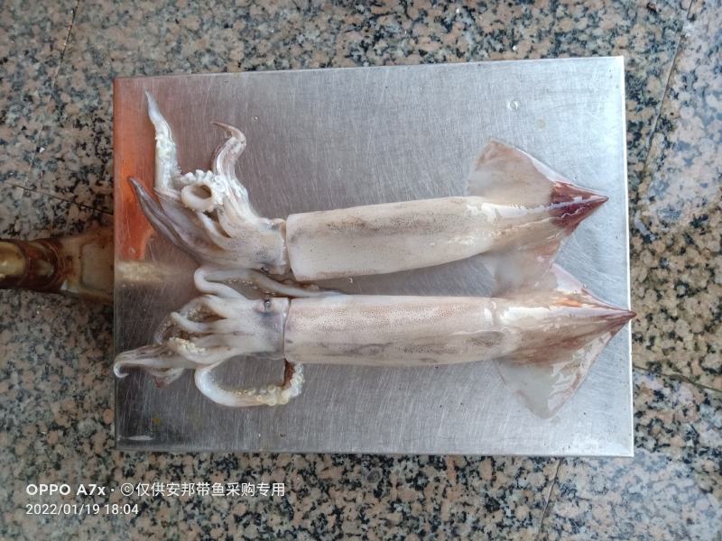 特价飞机鱿，新鲜鱿鱼，合适大排档，市场，酒店，社区团购
