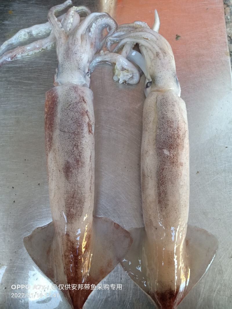 特价飞机鱿，新鲜鱿鱼，合适大排档，市场，酒店，社区团购