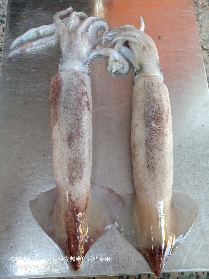 特价飞机鱿，新鲜鱿鱼，合适大排档，市场，酒店，社区团购
