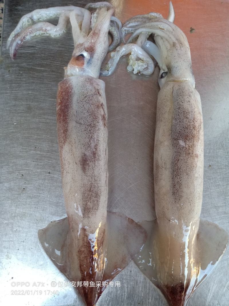 特价飞机鱿，新鲜鱿鱼，合适大排档，市场，酒店，社区团购