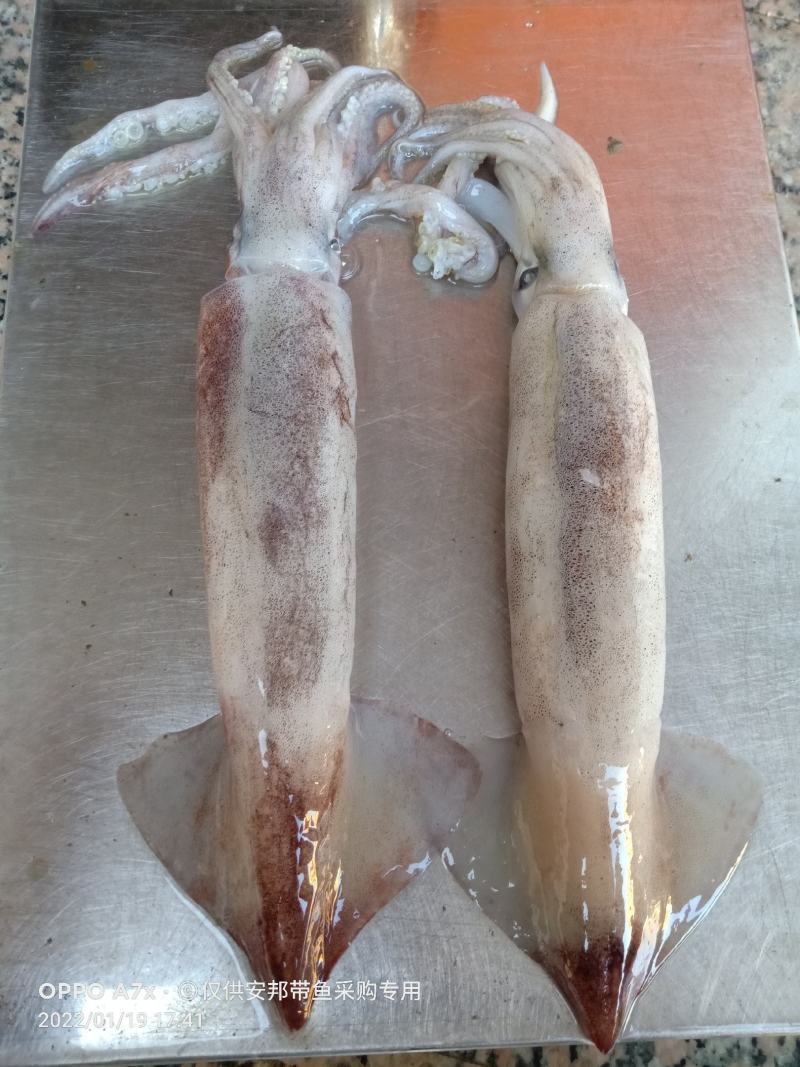特价飞机鱿，新鲜鱿鱼，合适大排档，市场，酒店，社区团购