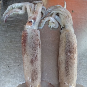 特价飞机鱿，新鲜鱿鱼，合适大排档，市场，酒店，社区团购