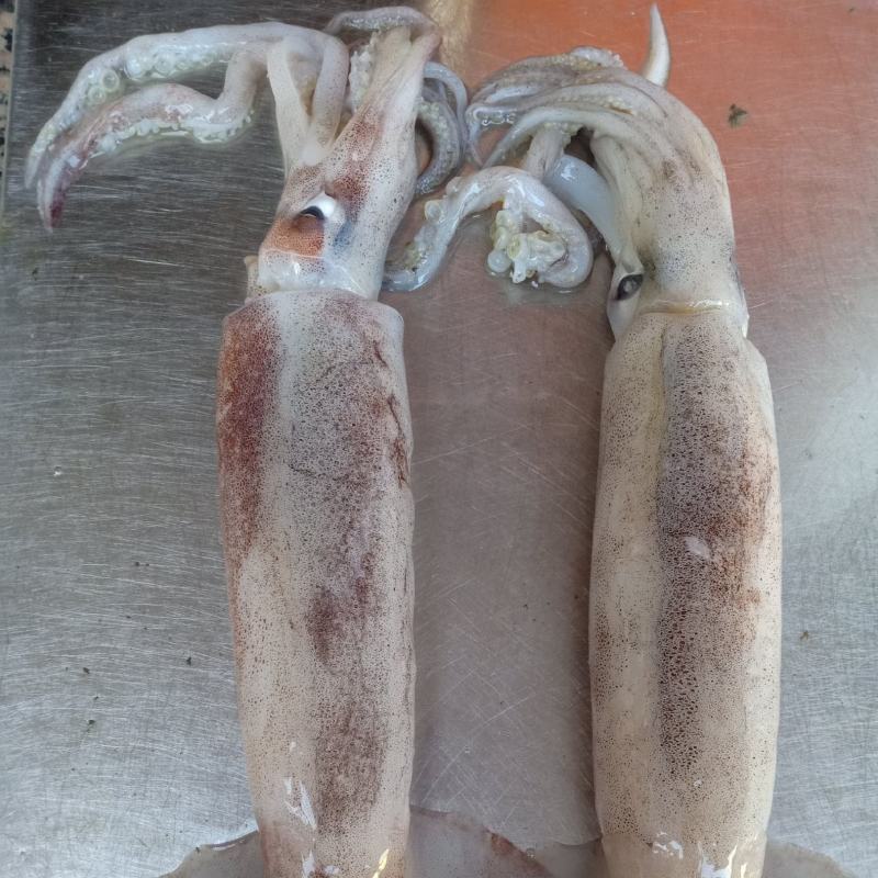特价飞机鱿，新鲜鱿鱼，合适大排档，市场，酒店，社区团购