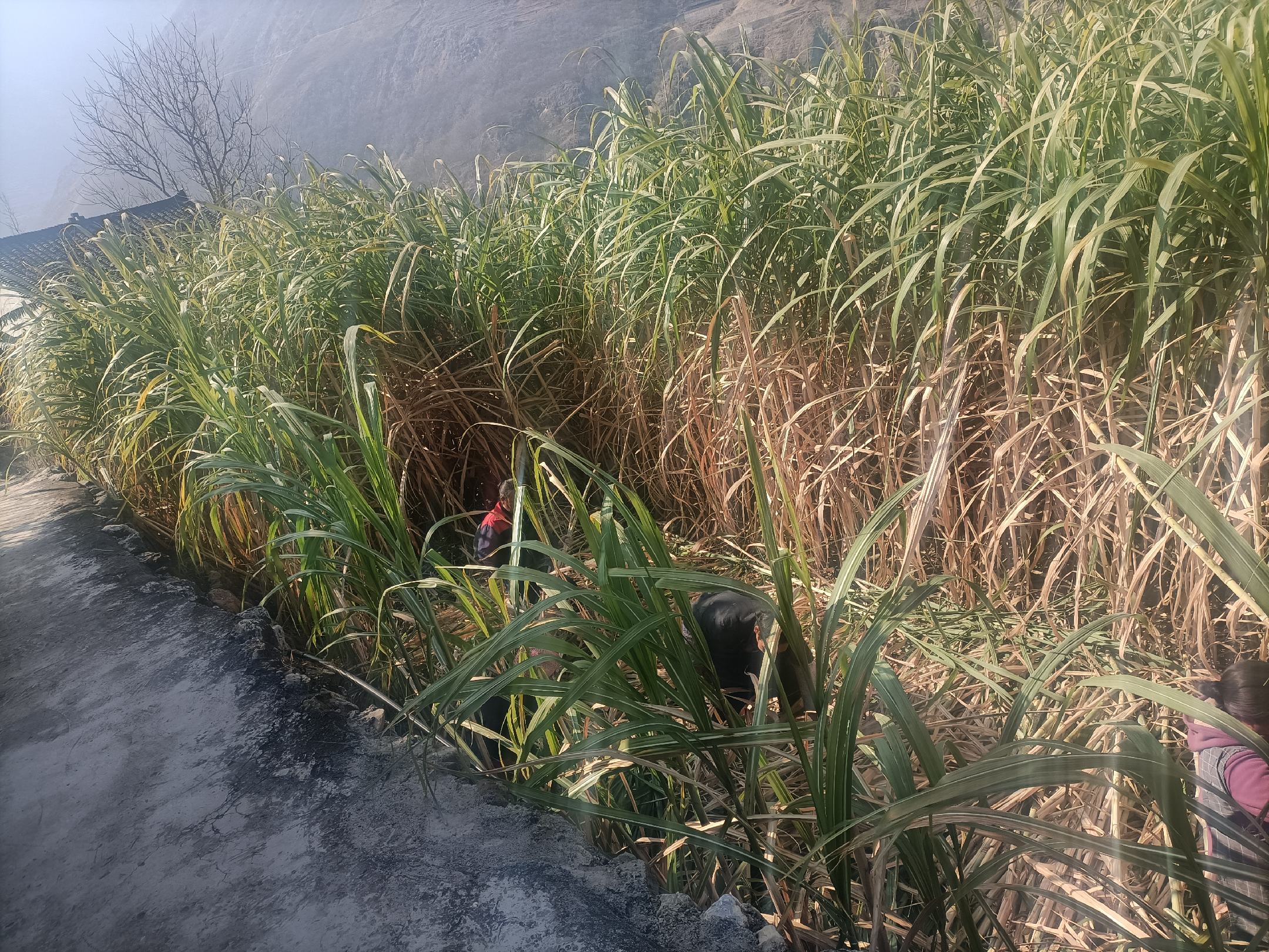 甘蔗田施肥现场图