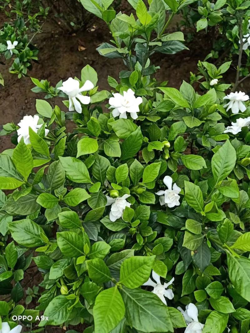 浓香型牡丹栀子花树苗大叶栀子花苗盆栽办公室居家装饰观