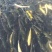 鲟鱼，产地直发，量大从优，货品保障，欢迎老板前来采购
