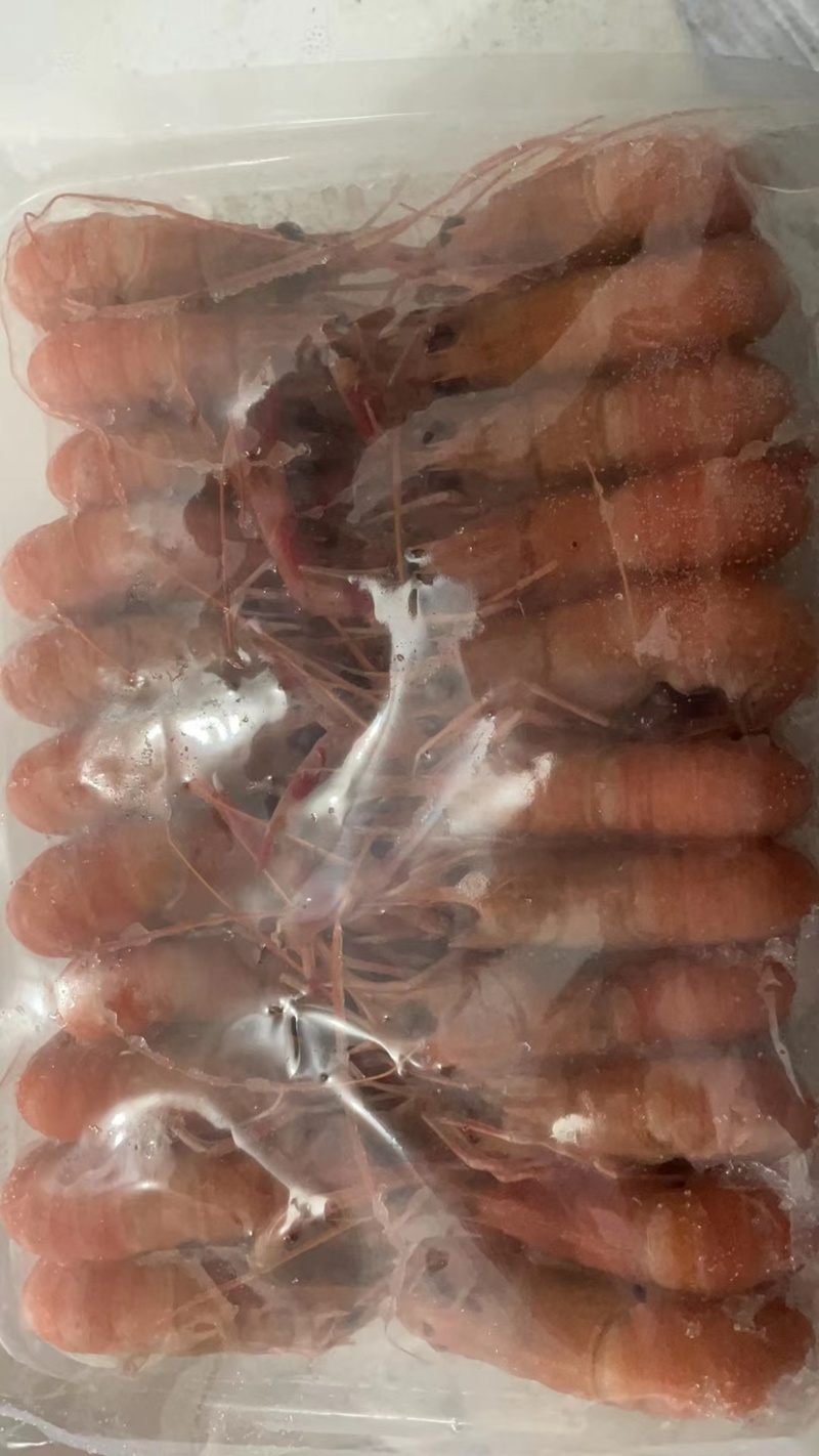 包邮海捕海鳌虾深海小龙虾新鲜海龙虾海鳌虾刺身龙虾