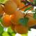新品种荷兰香蜜杏丰园红杏沙金红杏珍珠油杏红世蜜杏死苗补发