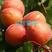 新品种荷兰香蜜杏丰园红杏沙金红杏珍珠油杏红世蜜杏死苗补发