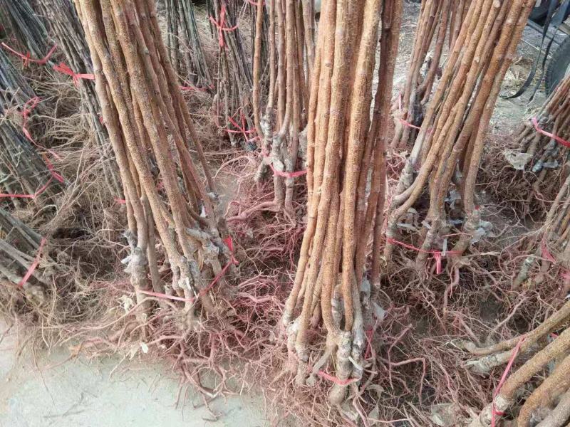 新品种杏树苗沙金红杏巨蜜杏荷兰香杏
