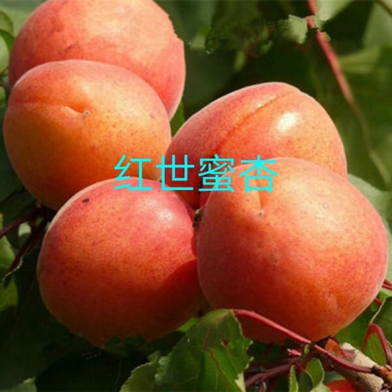 新品种杏树苗沙金红杏巨蜜杏荷兰香杏