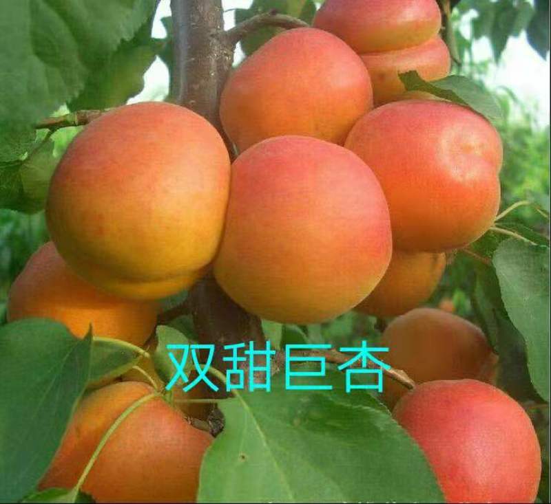 新品种杏树苗沙金红杏巨蜜杏荷兰香杏