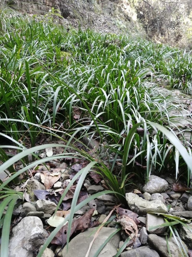 神农架，野生石菖蒲苗，农户直销，一手货源