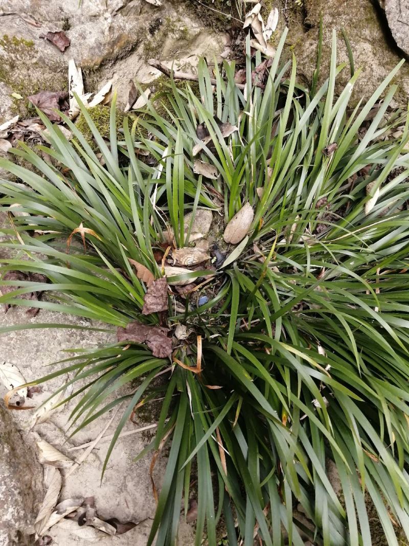 神农架，野生石菖蒲苗，农户直销，一手货源