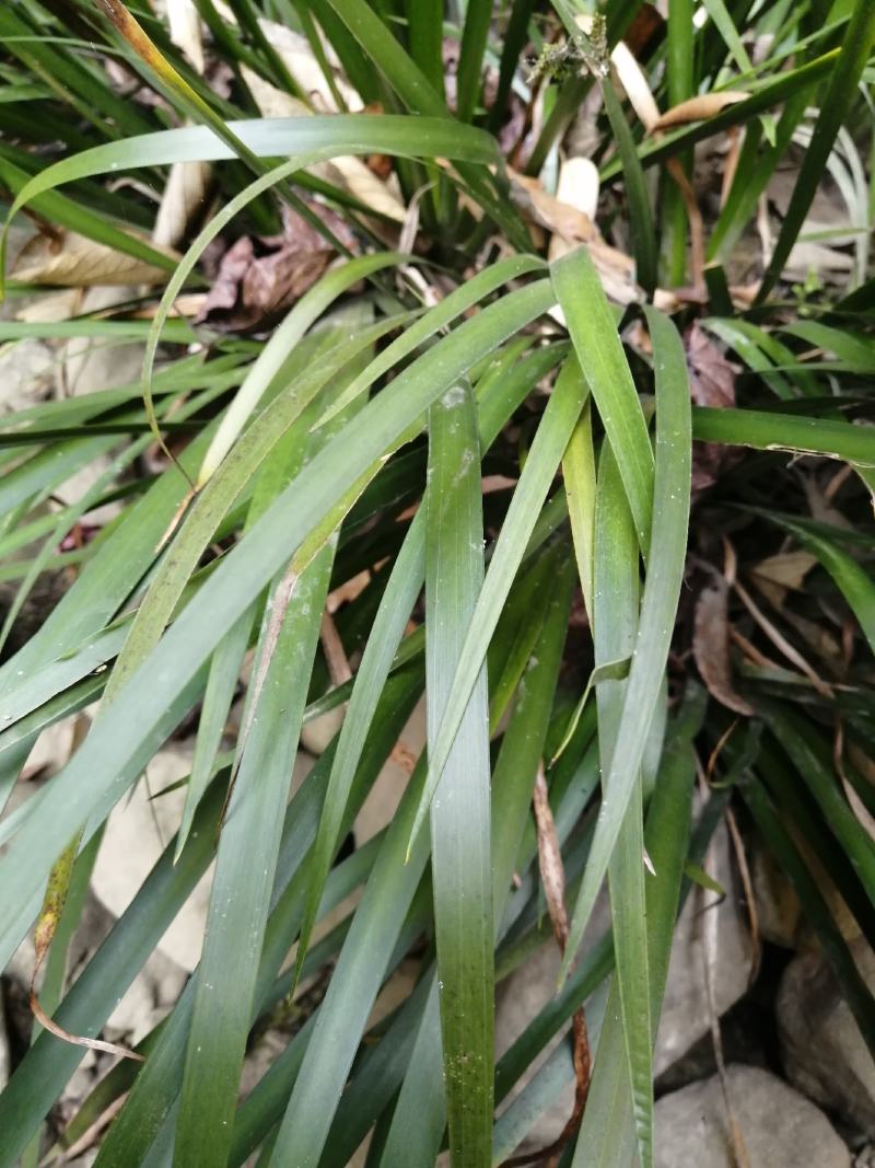 神农架，野生石菖蒲苗，农户直销，一手货源