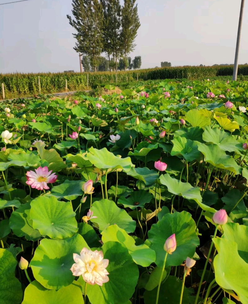 盆栽荷花品种多，质量优质，全国发货量大从优