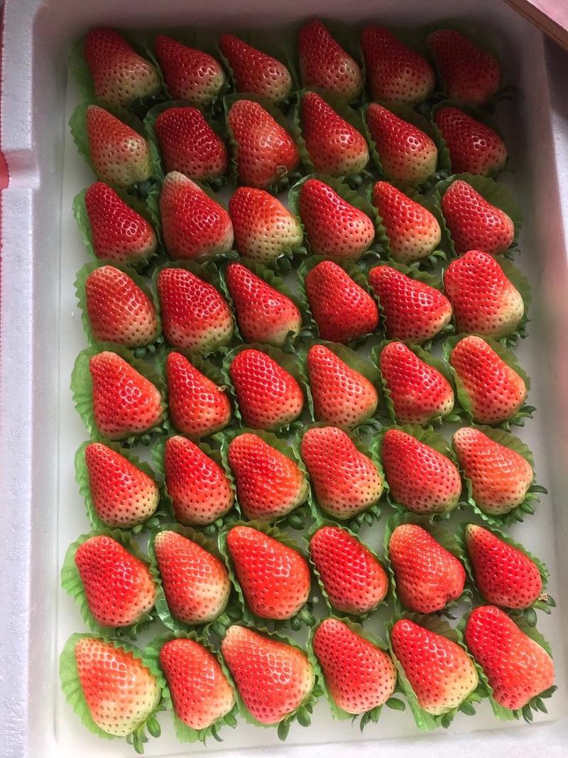 【现摘现发】天仙醉草莓新鲜现摘安徽草莓产地批发