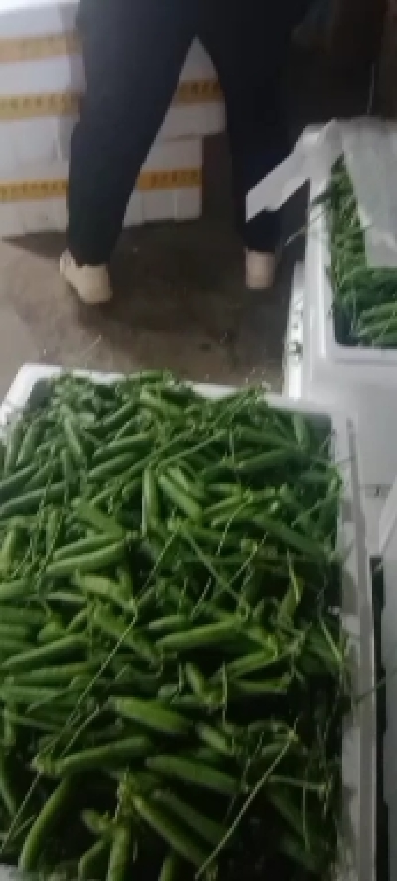 【新鲜采摘】云南新鲜豌豆带壳豌豆新鲜青豌豆现摘带壳豌豆荚