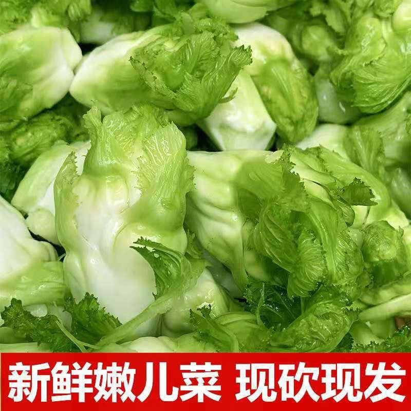 【荐】四川精品儿菜毛儿菜产地直销一手欢迎全国走货