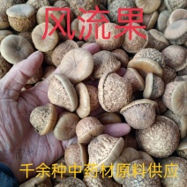 风流果，壮阳果个大苞满，纯正野生无硫，欢迎咨询选购！