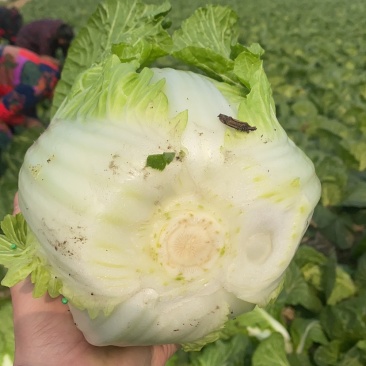 黄心大白菜，四川彭州春白菜，嫩白菜，强春，春福皇，145