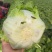 黄心大白菜，四川彭州春白菜，嫩白菜，强春，春福皇，145