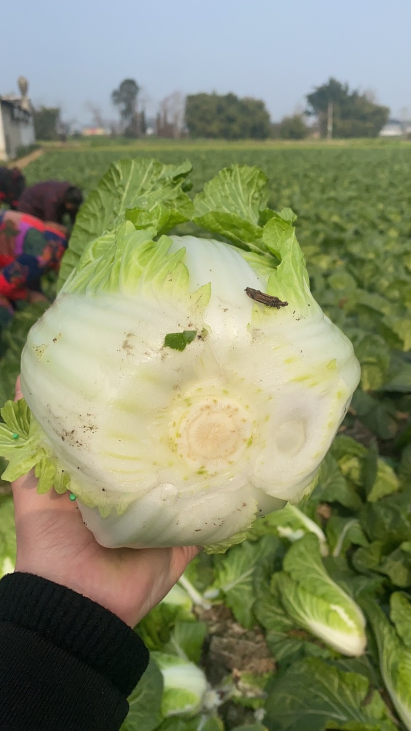 黄心大白菜，四川彭州春白菜，嫩白菜，强春，春福皇，145