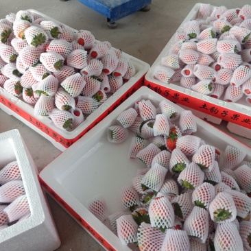 红颜精品草莓，品质保证口感纯正正宗长丰红颜草莓各种包装