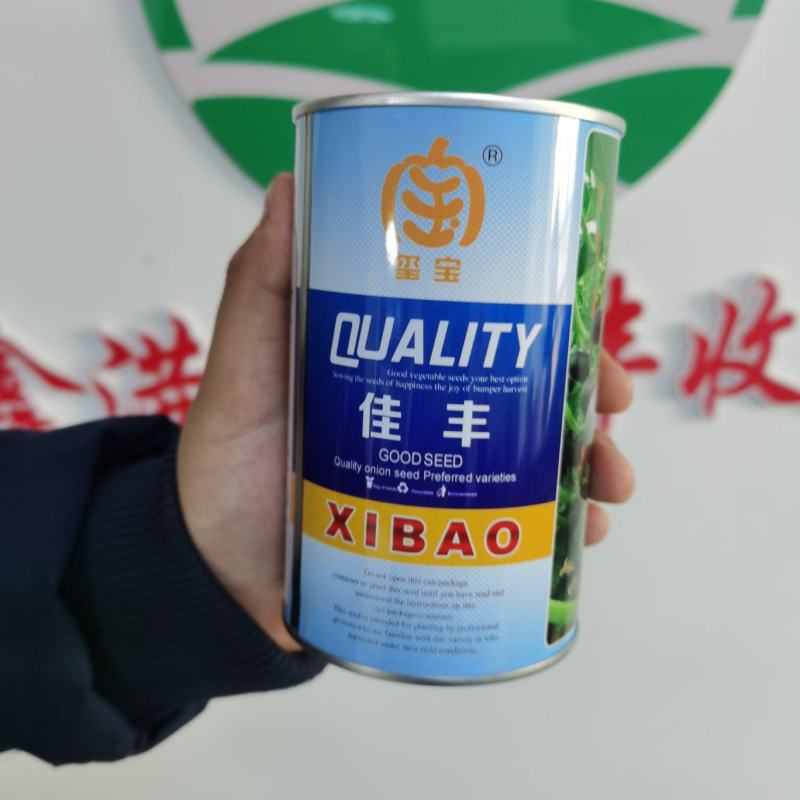包邮大小麻子黑贝贝南瓜板栗南瓜种子原种日本惠和