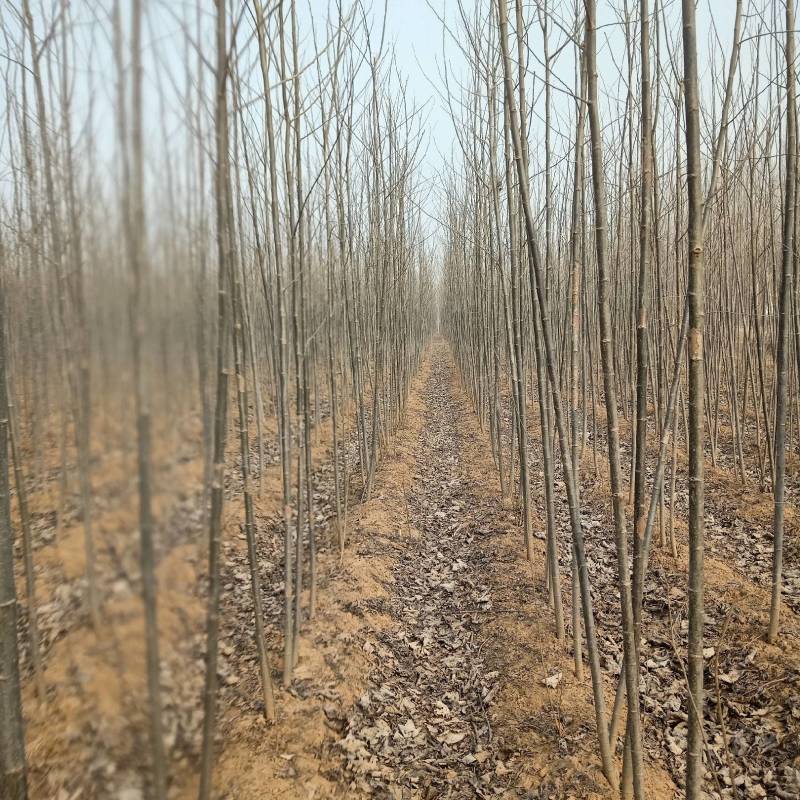 毛白杨，2--15公分，山东冠县顺发苗圃，大量上货中，
