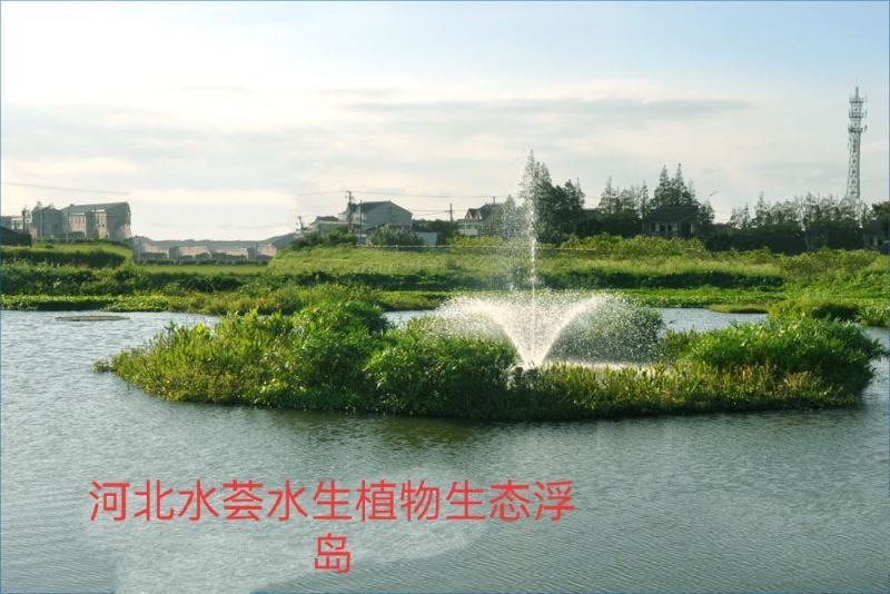 水荟水生生态浮岛模板种植，包施工种植，保成活，提供技术指导。