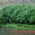 水荟水生生态浮岛模板种植，包施工种植，保成活，提供技术指导。