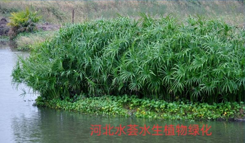 水荟水生生态浮岛模板种植，包施工种植，保成活，提供技术指导。