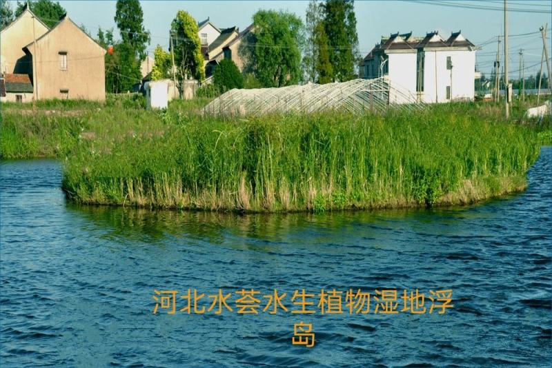 水荟水生生态浮岛模板种植，包施工种植，保成活，提供技术指导。