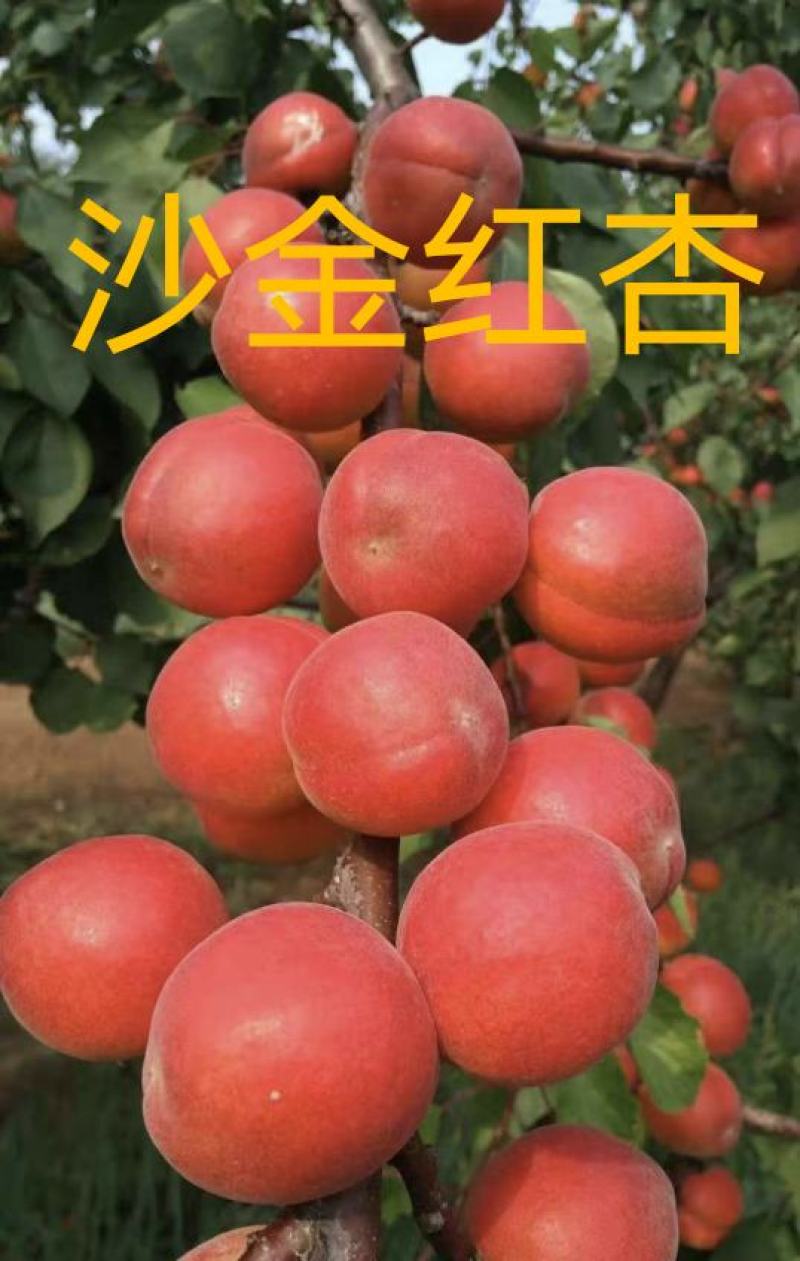 新品种杏树苗沙金红杏巨蜜杏荷兰香杏