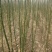 槐树