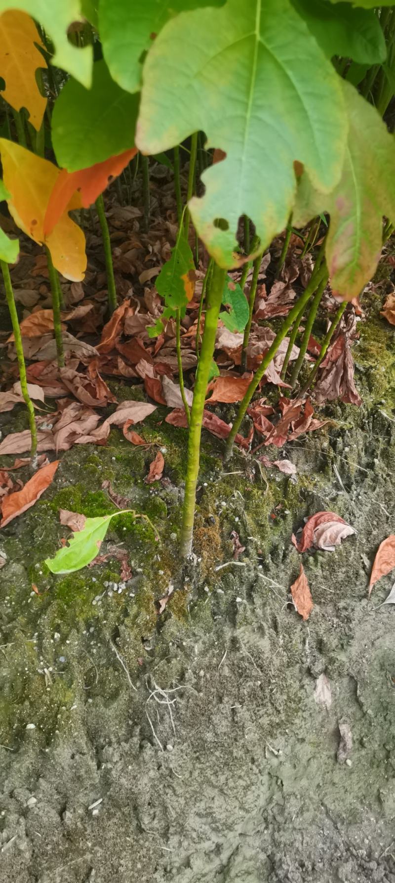 檫木小苗供应，檫木小苗，造林苗大量供应，走量批发