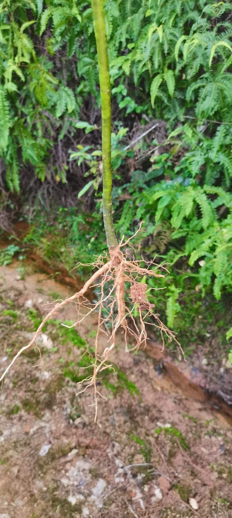 檫木小苗供应，檫木小苗，造林苗大量供应，走量批发