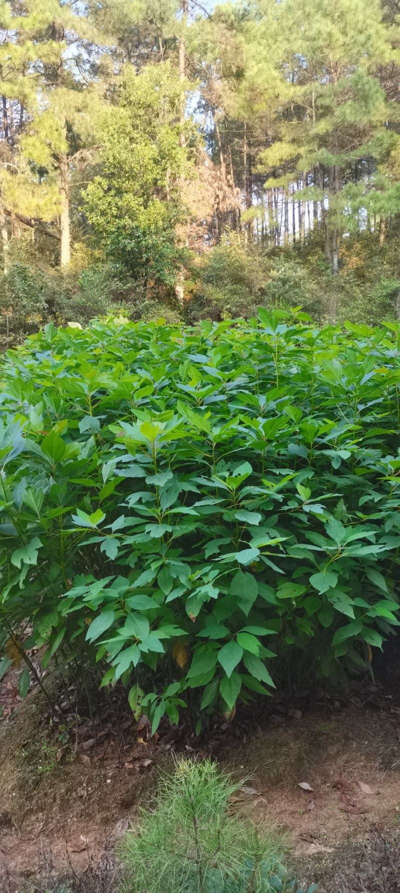 檫木小苗供应，檫木小苗，造林苗大量供应，走量批发