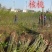 云南铁核桃野生特级云铁文玩核桃精品配对打底元宝金蟾蛤蟆头
