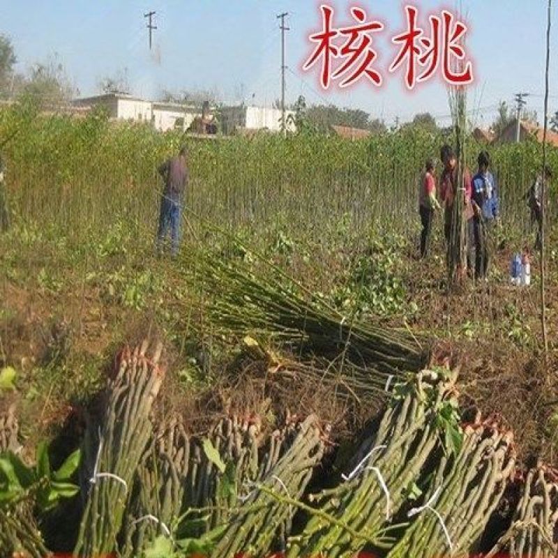 云南铁核桃野生特级云铁文玩核桃精品配对打底元宝金蟾蛤蟆头