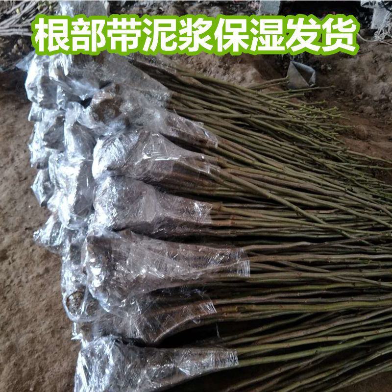 云南铁核桃野生特级云铁文玩核桃精品配对打底元宝金蟾蛤蟆头